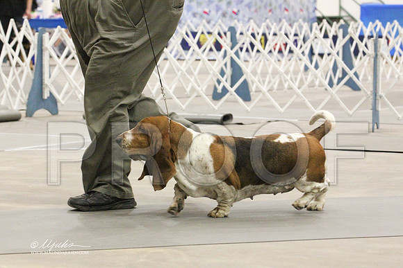 Basset-4643LR