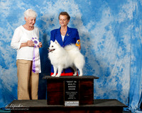 American Eskimo Sun BIS Judge L Patton