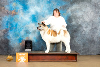 Akita #113 Sat ARBIS Judge Tony Rapposo