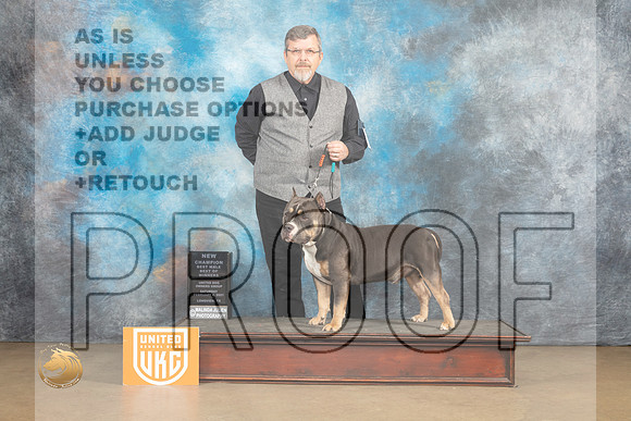 American Bully #135 Sat BOWC Judge Rick Gann_MJ_9467_UKCLvwfeb23_HR3