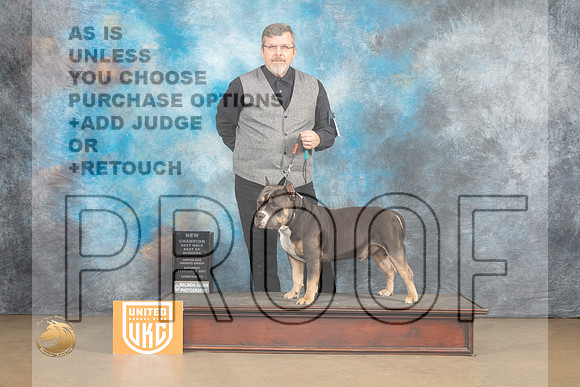American Bully #135 Sat BOWC Judge Rick Gann_MJ_9468_UKCLvwfeb23_HR3