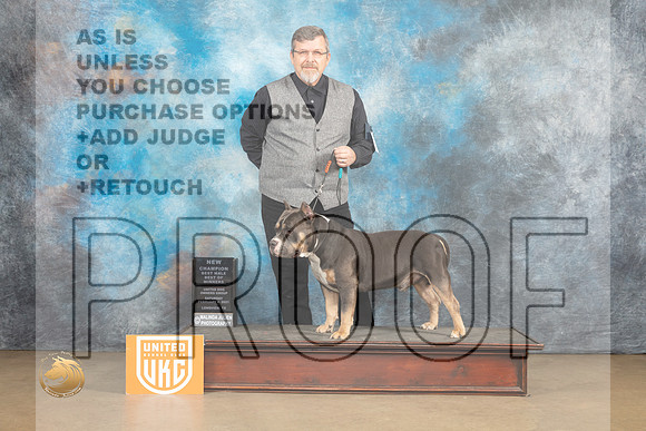 American Bully #135 Sat BOWC Judge Rick Gann_MJ_9469_UKCLvwfeb23_HR3