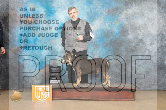 American Bully #135 Sat BOWC Judge Rick Gann_MJ_9472_UKCLvwfeb23_HR3