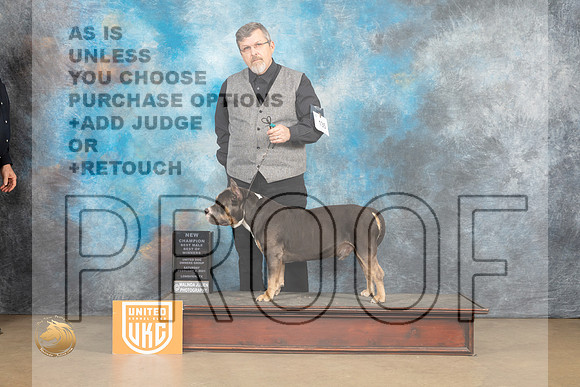 American Bully #135 Sat BOWC Judge Rick Gann_MJ_9471_UKCLvwfeb23_HR3