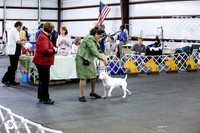 White Bull Terrier 6-9 Dogs Sat Ring 2