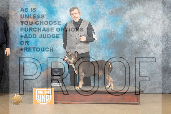 American Bully #135 Sat BOWC Judge Rick Gann_MJ_9473_UKCLvwfeb23_HR3