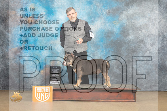 American Bully #135 Sat BOWC Judge Rick Gann_MJ_9475_UKCLvwfeb23_HR3