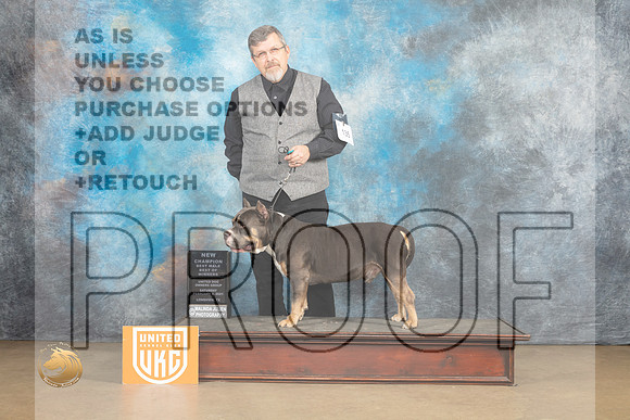 American Bully #135 Sat BOWC Judge Rick Gann_MJ_9478_UKCLvwfeb23_HR3