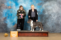 American Bully #31 Sat1 BOWCh Judge Debbie Mitchell