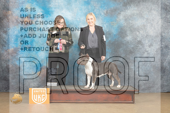 American Bully #31 Sat1 BOWCh Judge Debbie Mitchell_MJ_9403_UKCLvwfeb23_HR3