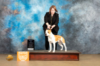 American Pit Bull Terrier #257 Sat1 BOW Judge Tony Raposo