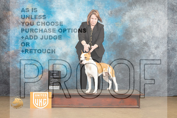 American Pit Bull Terrier #257 Sat1 BOW Judge Tony Raposo_MJ_9436_UKCLvwfeb23_HR3