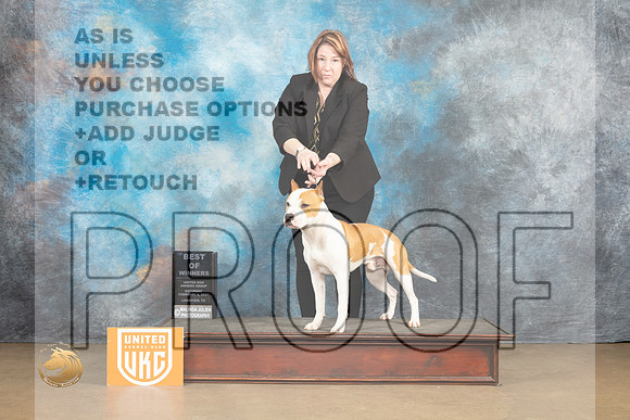 American Pit Bull Terrier #257 Sat1 BOW Judge Tony Raposo_MJ_9437_UKCLvwfeb23_HR3