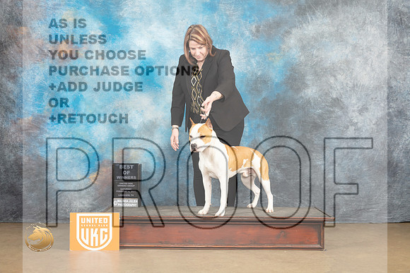 American Pit Bull Terrier #257 Sat1 BOW Judge Tony Raposo_MJ_9438_UKCLvwfeb23_HR3