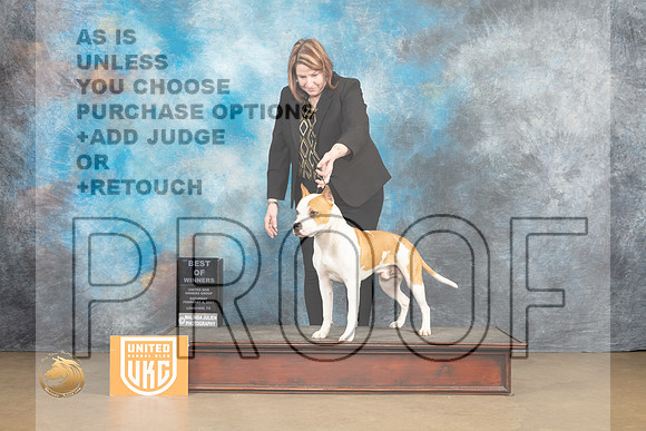 American Pit Bull Terrier #257 Sat1 BOW Judge Tony Raposo_MJ_9439_UKCLvwfeb23_HR3