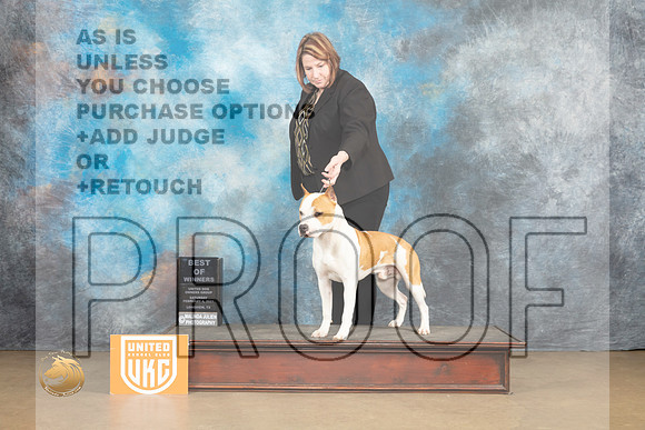 American Pit Bull Terrier #257 Sat1 BOW Judge Tony Raposo_MJ_9440_UKCLvwfeb23_HR3