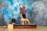 American Pit Bull terrier #401 Sat1 Judge Tonay Rapposo