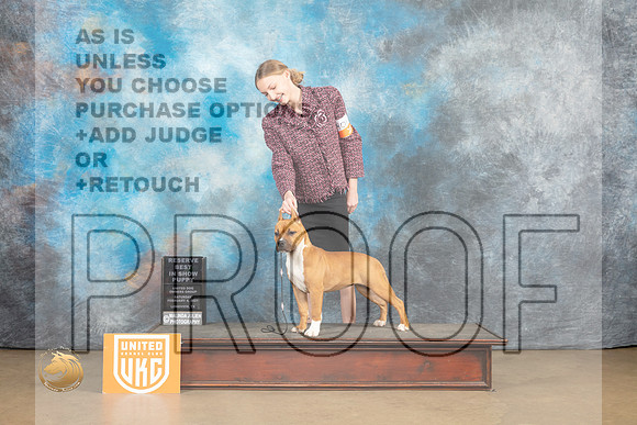 American Pit Bull terrier #401 Sat1 Judge Tonay Rapposo_MJ_9337_UKCLvwfeb23_HR3