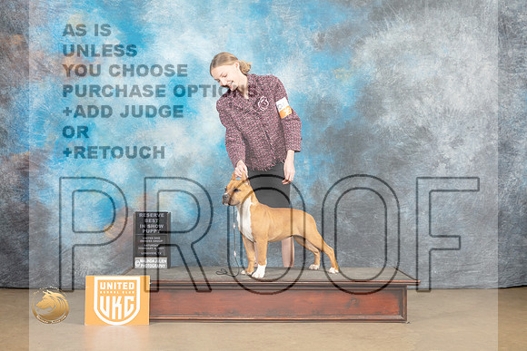 American Pit Bull terrier #401 Sat1 Judge Tonay Rapposo_MJ_9339_UKCLvwfeb23_HR3