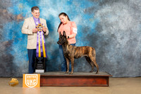 Dutch Shepherd #208 Sat RBIS Judge Tony Rapposo