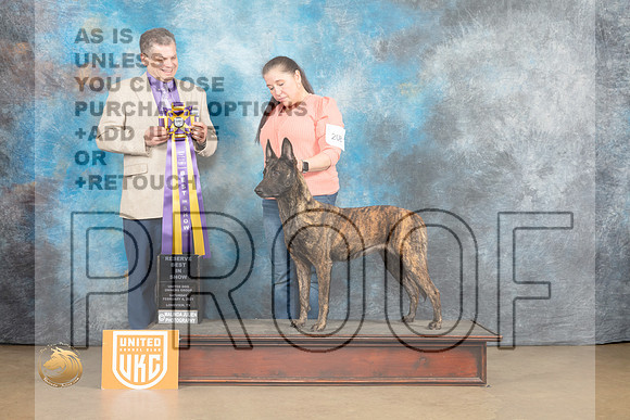 Dutch Shepherd #208 Sat RBIS Judge Tony Rapposo_MJ_9326_UKCLvwfeb23_HR3
