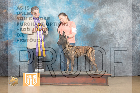 Dutch Shepherd #208 Sat RBIS Judge Tony Rapposo_MJ_9327_UKCLvwfeb23_HR3