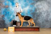 German Shepherd Dog #? Sat 1