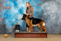 German Shepherd Dog #268