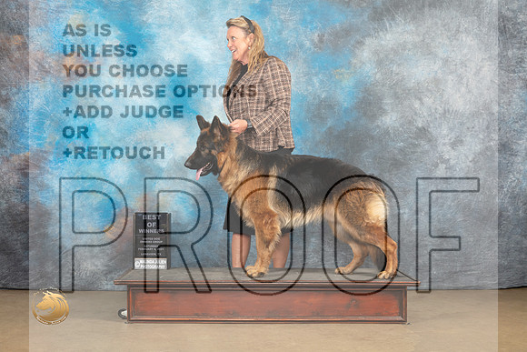 German Shepherd Dog #268_MJ_9360_UKCLvwfeb23_HR3