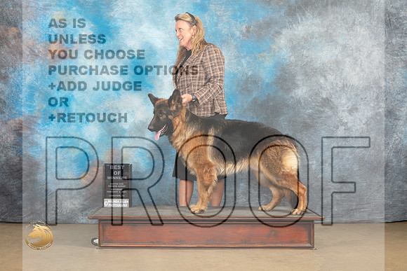 German Shepherd Dog #268_MJ_9361_UKCLvwfeb23_HR3