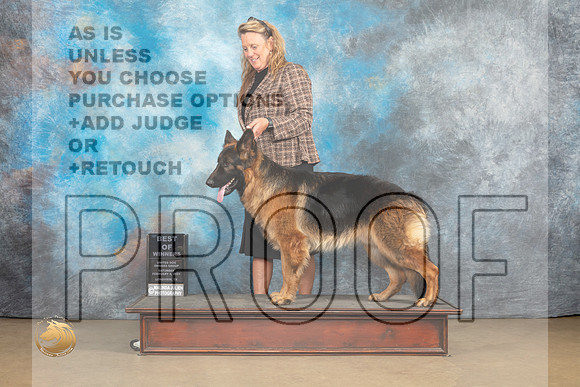 German Shepherd Dog #268_MJ_9362_UKCLvwfeb23_HR3