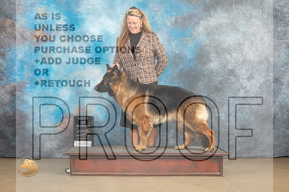 German Shepherd Dog #268_MJ_9365_UKCLvwfeb23_HR3