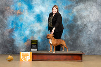 Staffordshire Bull Terrier #253 Sat1 G4 Judge Tony Raposo