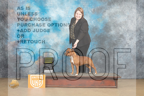 Staffordshire Bull Terrier #253 Sat1 G4 Judge Tony Raposo_MJ_9448_UKCLvwfeb23_HR3
