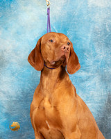 Vizsla Headshot Sat1
