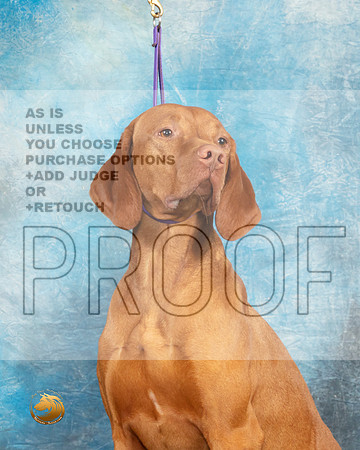 Vizsla Headshot Sat1_MJ_9376_UKCLvwfeb23_HR3