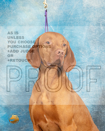 Vizsla Headshot Sat1_MJ_9378_UKCLvwfeb23_HR3
