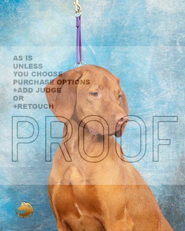 Vizsla Headshot Sat1_MJ_9381_UKCLvwfeb23_HR3