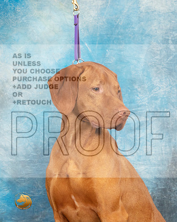 Vizsla Headshot Sat1_MJ_9380_UKCLvwfeb23_HR3