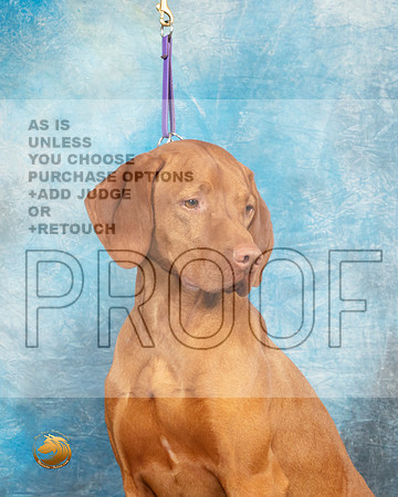 Vizsla Headshot Sat1_MJ_9382_UKCLvwfeb23_HR3