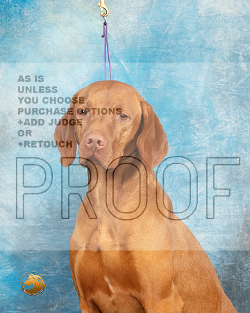 Vizsla Headshot Sat1_MJ_9383_UKCLvwfeb23_HR3
