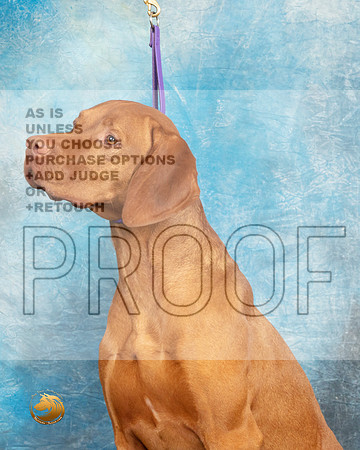 Vizsla Headshot Sat1_MJ_9386_UKCLvwfeb23_HR3
