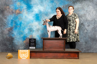 American Pit Bull Terrier #299 Sat2 BOW Judge Roland Pelland