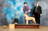 American Pit Bull terrier #252 Sat2 BOWCh Judge Roland Pelland