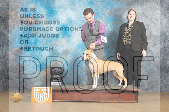 American Pit Bull terrier #252 Sat2 BOWCh Judge Roland Pelland_MJ_9493_UKCLvwfeb23_HR3