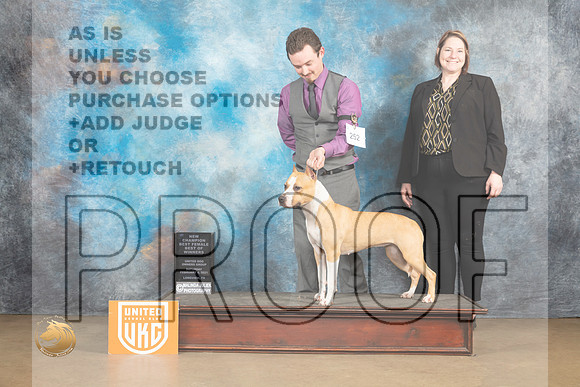 American Pit Bull terrier #252 Sat2 BOWCh Judge Roland Pelland_MJ_9495_UKCLvwfeb23_HR3