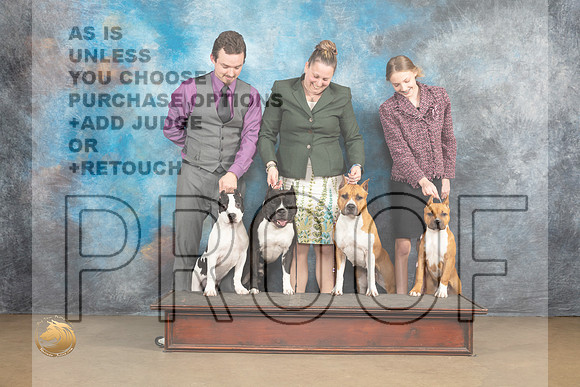 American Pit Bull terrier Family Sat _MJ_9500_UKCLvwfeb23_HR3
