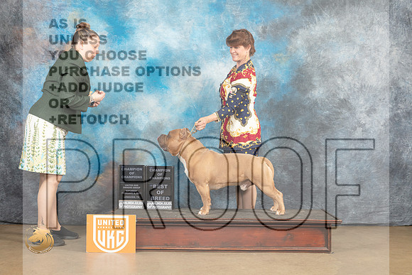 American Bully #198 Sat BOBCh Judge Rick Gann r_MJ_9593_UKCLvwfeb23_HR3