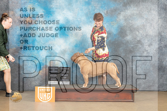 American Bully #198 Sat BOBCh Judge Rick Gann r_MJ_9592_UKCLvwfeb23_HR3