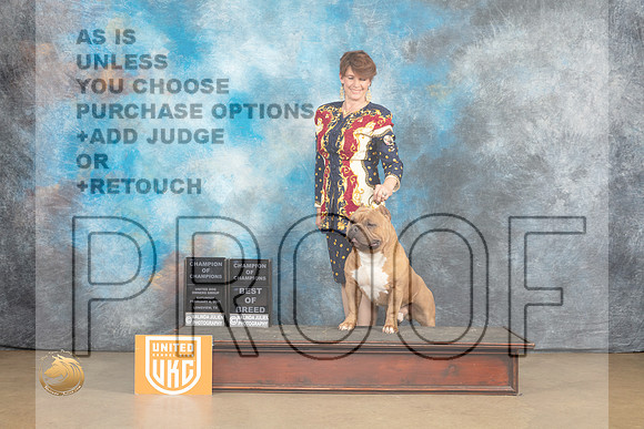 American Bully #198 Sat BOBCh Judge Rick Gann r_MJ_9594_UKCLvwfeb23_HR3